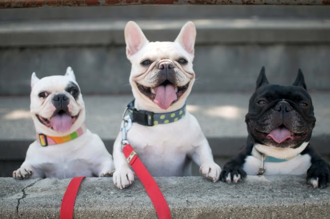 Drei Französische Bulldoggen.