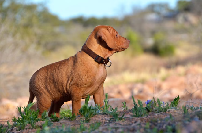 Egy fiatal magyar vizsla pointer a távolba néz.