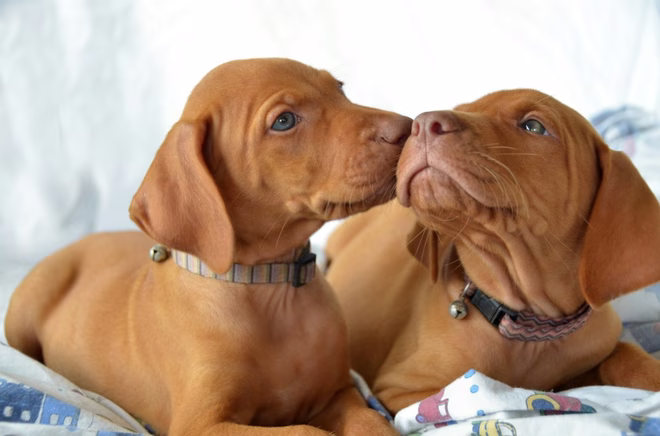 Két magyar vizsla kölyök egy takarón összebújva puszit ad egymásnak.