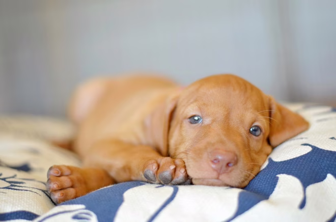 Vizsla kölyökkutya néz a kamerába, ahogy egy párnán pihen.