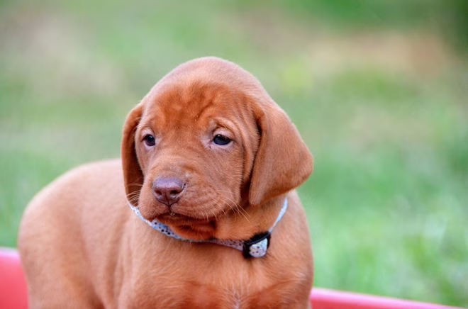 Fiatal magyar vizsla kiskutya áll egy piros kocsiban, a háttérben zöld fűvel.