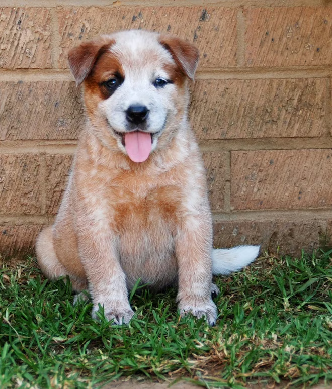 Niedlicher Red Heeler Welpe.