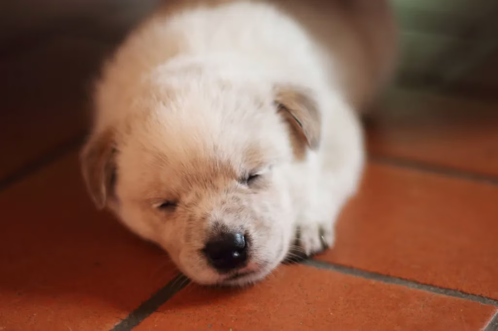 Australian Cattle Dog Welpen: Niedliche Bilder und Fakten