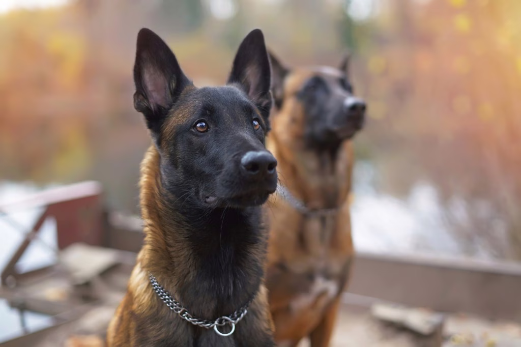A belga malinois előnyei és hátrányai