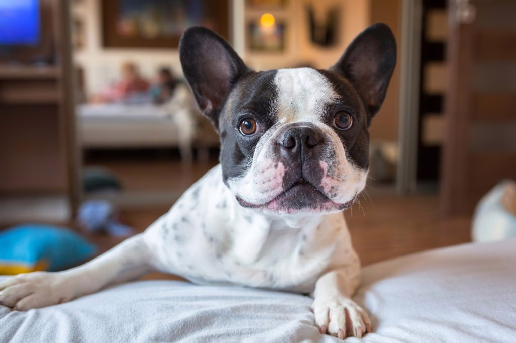 Vor- und Nachteile einer Französischen Bulldogge