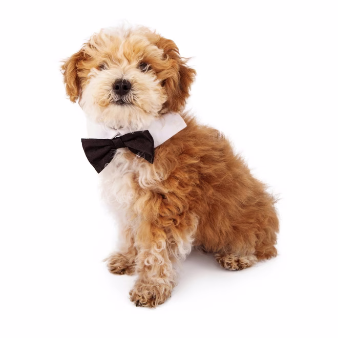 Imádnivaló bolyhos havanese és uszkár keverék nyolchetes kiskutya csokornyakkendőben.