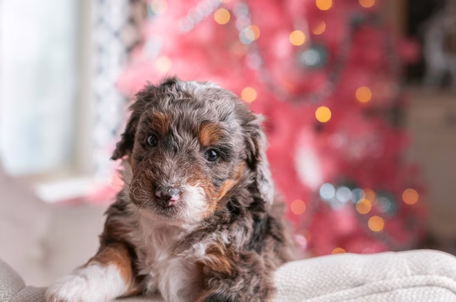 Mini Bernedoodle Welpe legt ihren Kopf und Pfoten auf einem weißen Stuhl Armlehne mit einem rosa Urlaub Dekoration im Hintergrund.
