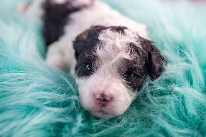 Eine niedliche junge Mini Bernedoodle Welpen bereitet sich auf einem weichen bunten blauen Bett zu schlafen.