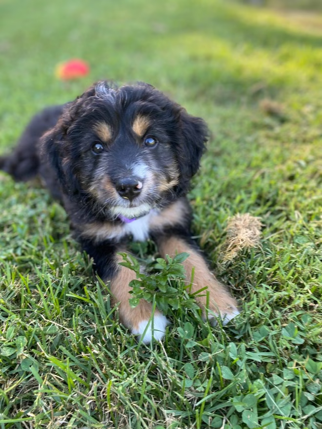 Mini Bernedoodle Welpe liegt im Gras.