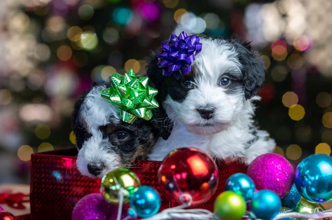 Zwei niedliche Welpen sitzen in einer Geschenkbox mit Schleifen auf dem Kopf, umgeben von bunter Weihnachtspracht.