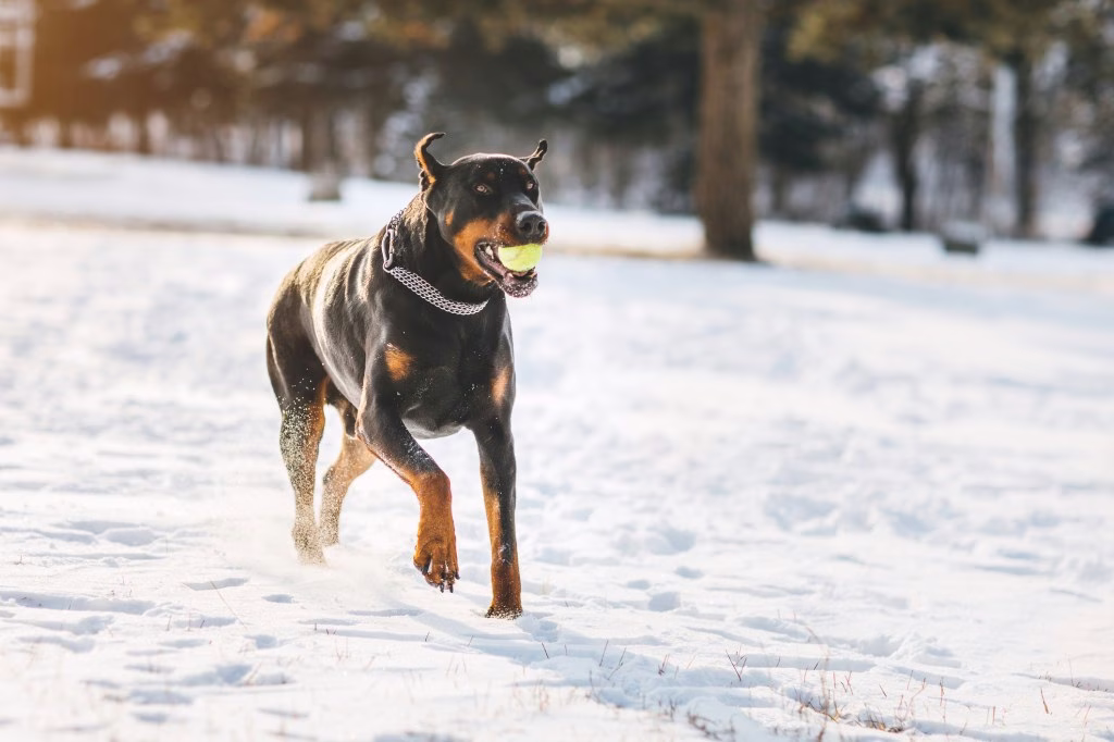 Vor- und Nachteile eines Dobermannpinschers