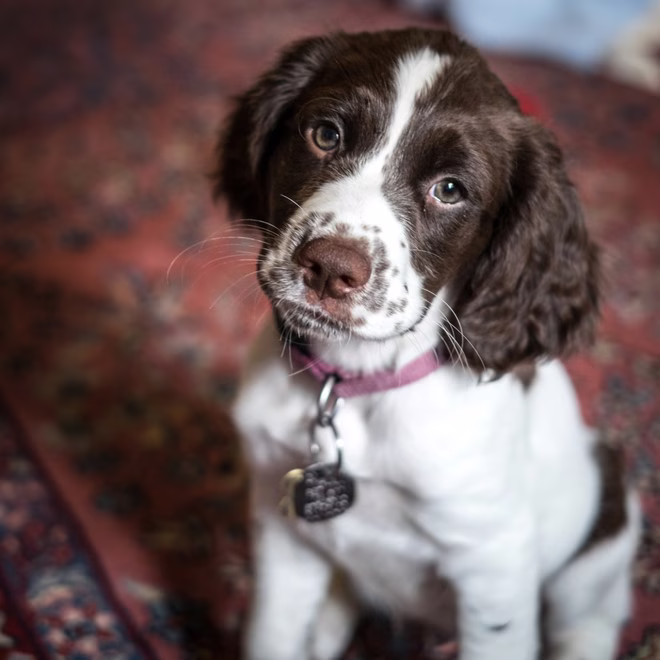 Niedlicher English Springer Spaniel Welpe schaut in die Kamera.