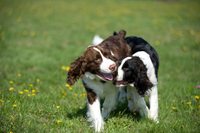 Zwei English Springer Spaniel Welpen beim Spielen.