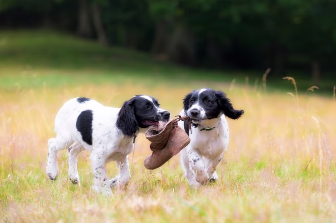 Zwei Springer Spaniel Welpen spielen auf einer sonnenbeschienenen Wiese.