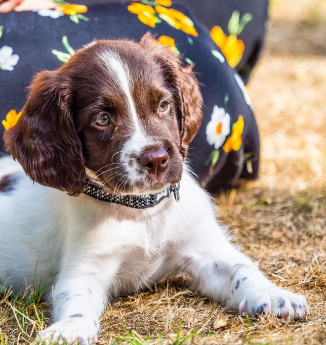 English Springer Spaniel Welpe legt sich hin.