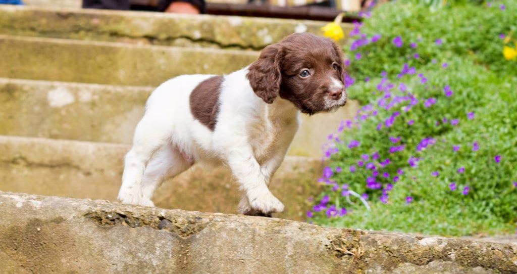 English Springer Spaniel Welpen: Niedliche Bilder und Fakten