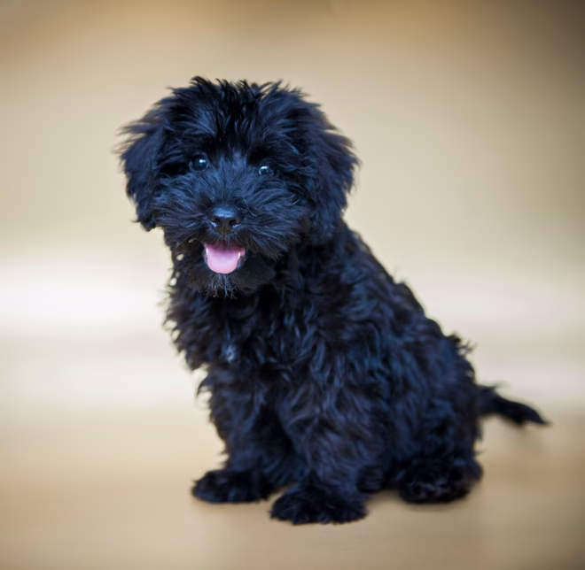 Studio-Porträt eines Schnoodle-Welpen.