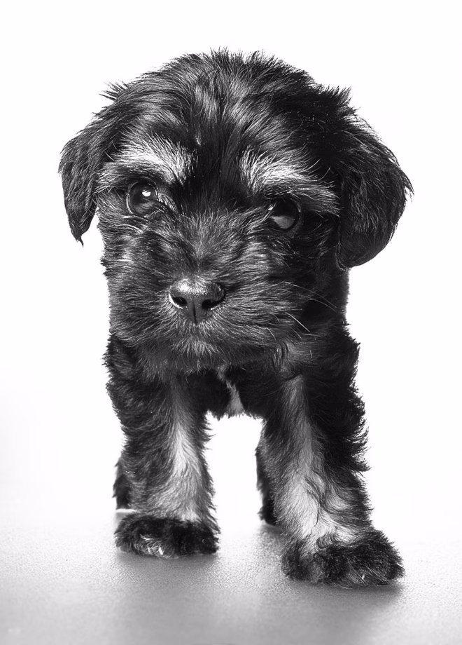 Schnoodle-Welpe.