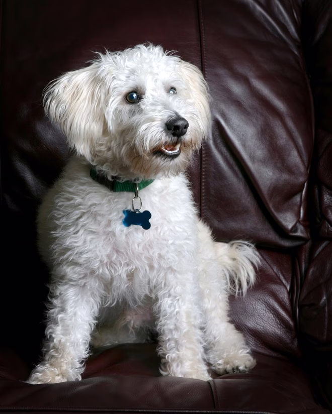 Ein 6 Monate alter Schnoodle-Welpe.