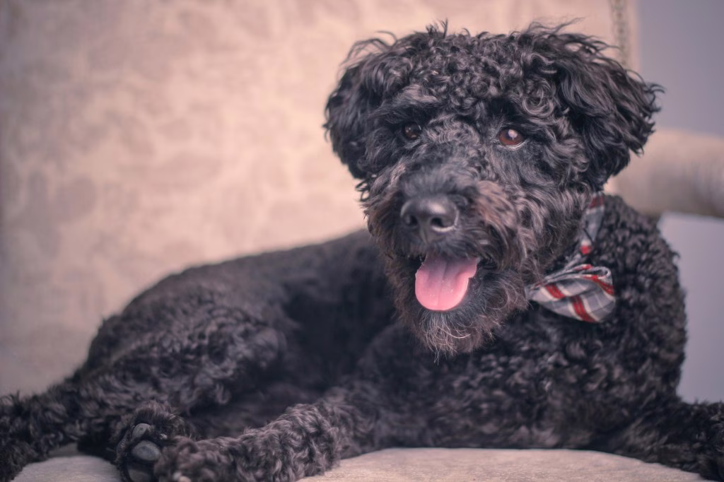 Schnoodle-Welpen: Niedliche Bilder und Fakten
