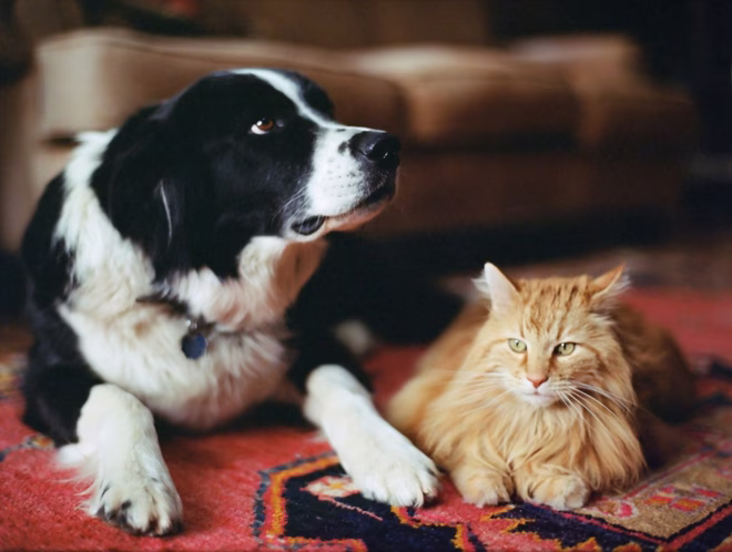 Macskák vs. kutya, egy Border Collie ül egy távolságtartónak tűnő narancssárga cirmos macska mellett