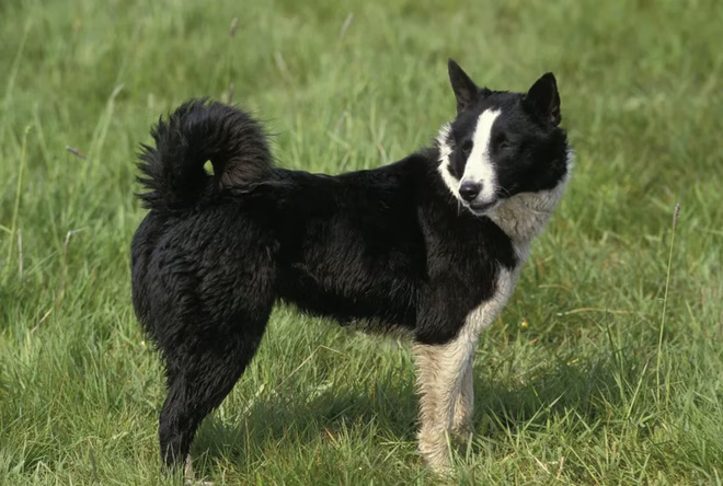Der Karelische Bärenhund steht im Gras.