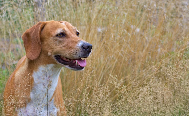 Nahaufnahme eines englischen Foxhounds auf einem Feld.