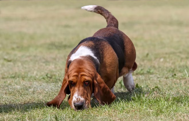 Basset Hound mit der Nase auf dem Boden bei der Jagd.