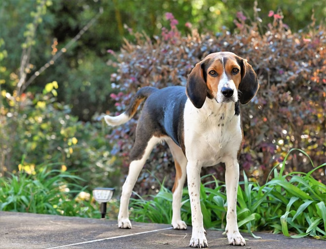 Ein reinrassiger Treeing Walker Coonhound Hund steht im Freien.