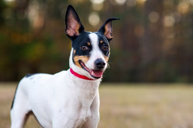 Rat Terrier auf einer Lichtung im Wald bei Sonnenuntergang.