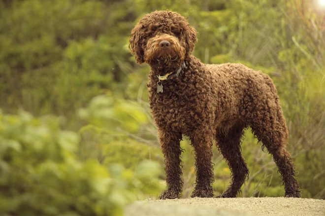 Lagotto Romagnolo Italienische Hunderasse, die für die Trüffeljagd verwendet wird.