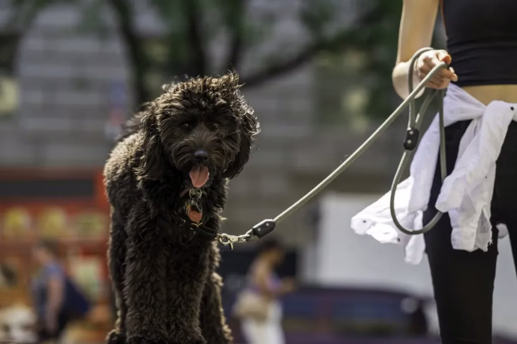 Az Aussiedoodle előnyei és hátrányai