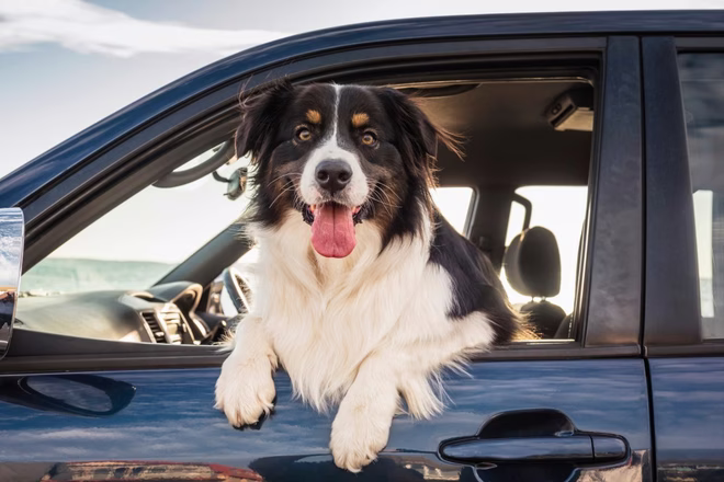 Border collie kihajol az autó ablakán.