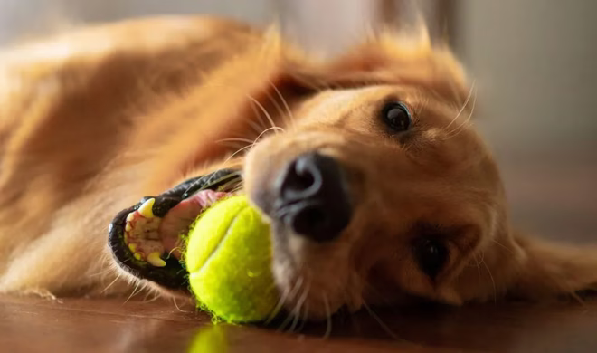 Imádnivaló golden retriever otthon játszik apportírozás közben.