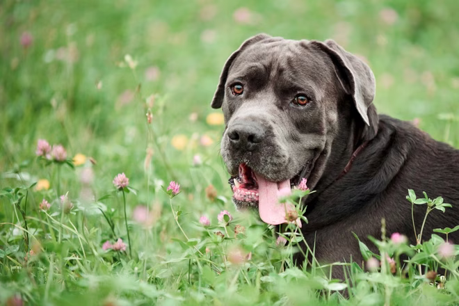 Egy gyönyörű Cane Corso képe egy virágágyásban.