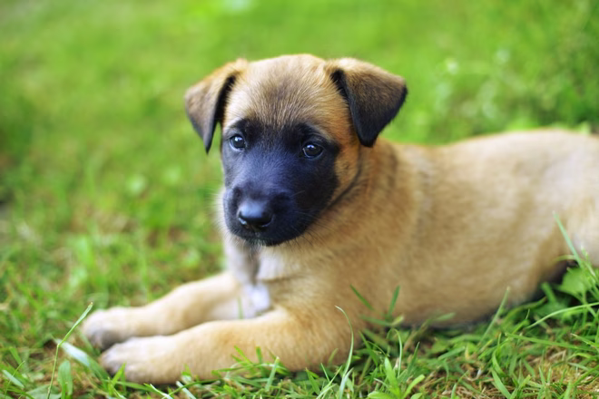 Junger Belgischer Schäferhund Malinois Welpe im Feld.