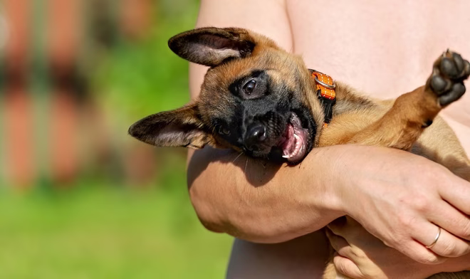 Ein Mann hält sanft einen kleinen belgischen Malinois-Welpen mit einem orangefarbenen Halsband.