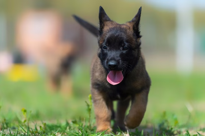Porträt eines schönen belgischen Malinois-Welpen mit einer sehr schwarzen Schnauze.
