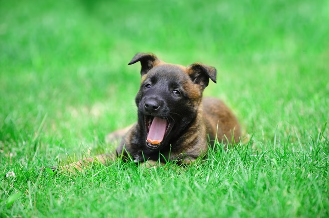 Junge Belgische Malinois-Welpen auf dem Feld.