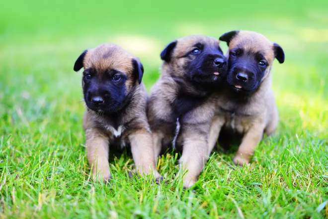 Belgische Malinois-Welpen im Freiland.