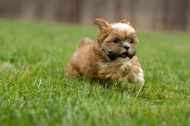 Ein Shorkie-Welpe rennt im Hinterhof.