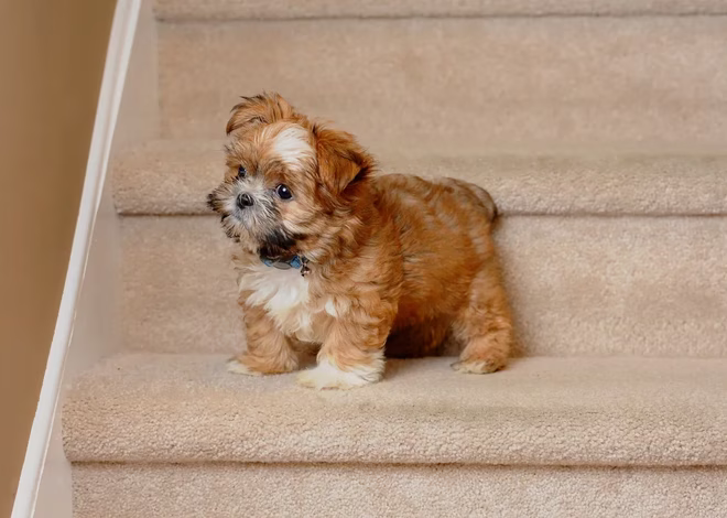 Ein 3 Monate alter Shorkie-Welpe, der lernt, selbständig die Treppe zu erklimmen.