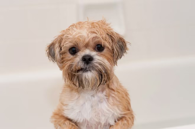Ein nasser Shorkie-Welpe in der Badewanne.