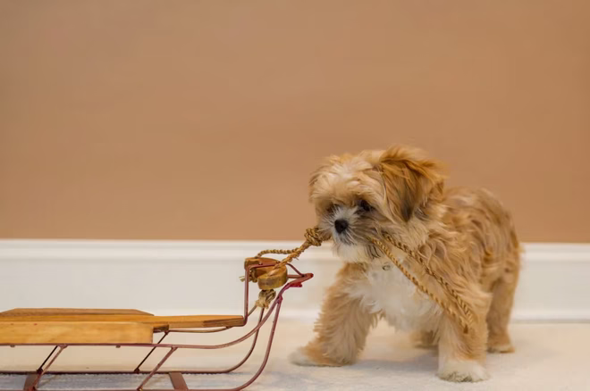 Ein 4 Monate alter Shorkie-Welpe, der einen kleinen Holzschlitten über den Teppich zieht.