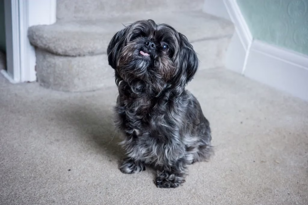 Shorkie-Welpen Bilder und Fakten