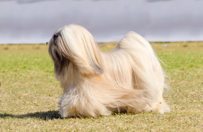 Ein junger Lhasa Apso Hund mit einem langen seidigen Fell läuft auf dem Gras.