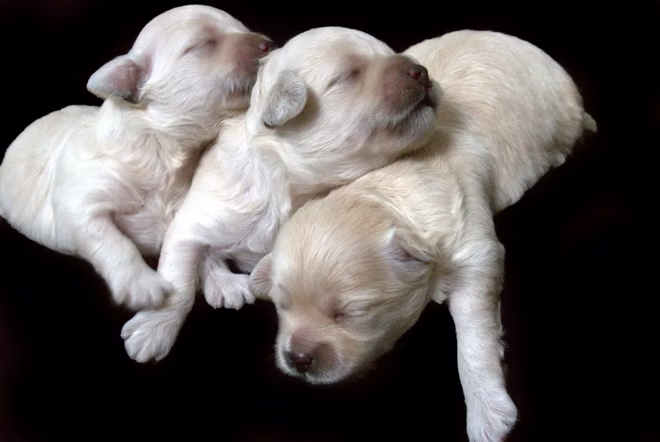 Wurf neugeborener Lhasa-Apso-Welpen.