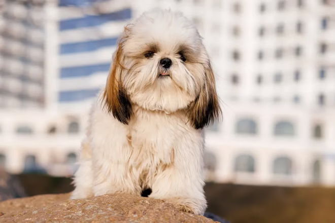 Ein Lhasa Apso sitzt vor einem Gebäude auf einem Stein und sieht aus wie ein Shih Tzu.