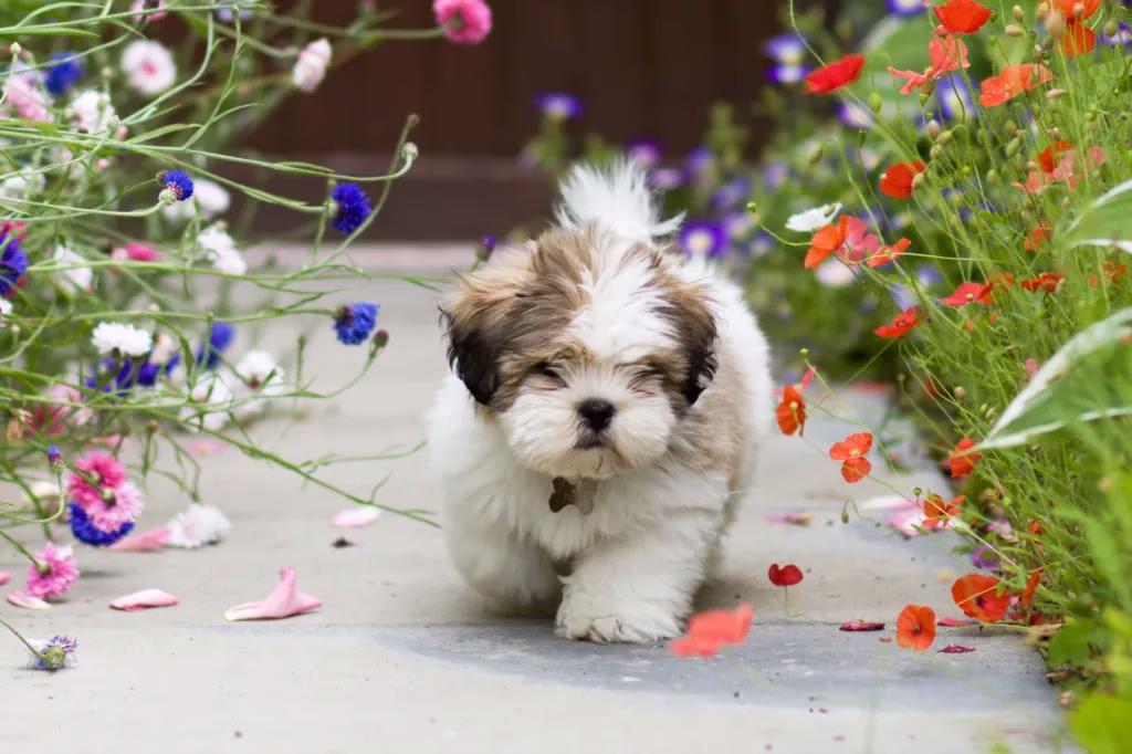 Lhasa Apso Welpe Bilder und Fakten