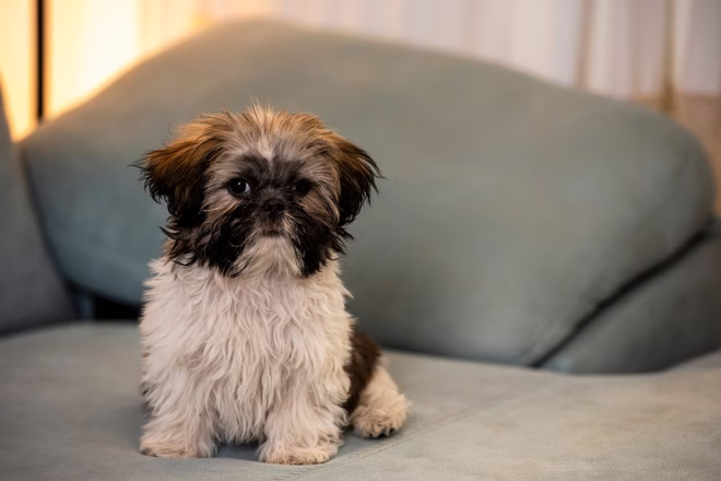 Shih Tzu Hund schaut in die Kamera auf dem Sofa zu Hause sitzen.